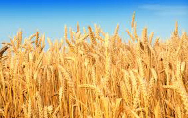 Procurement of Wheat