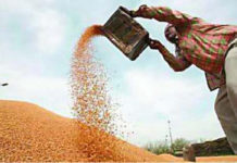 Wheat Procurement in Haryana