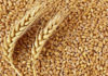 Wheat in Grain Markets