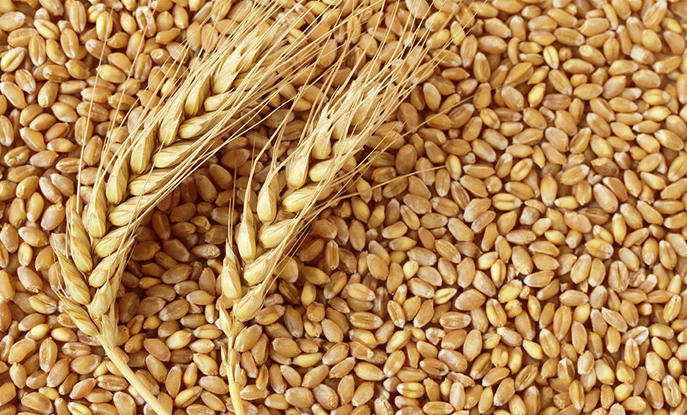 Wheat in Grain Markets