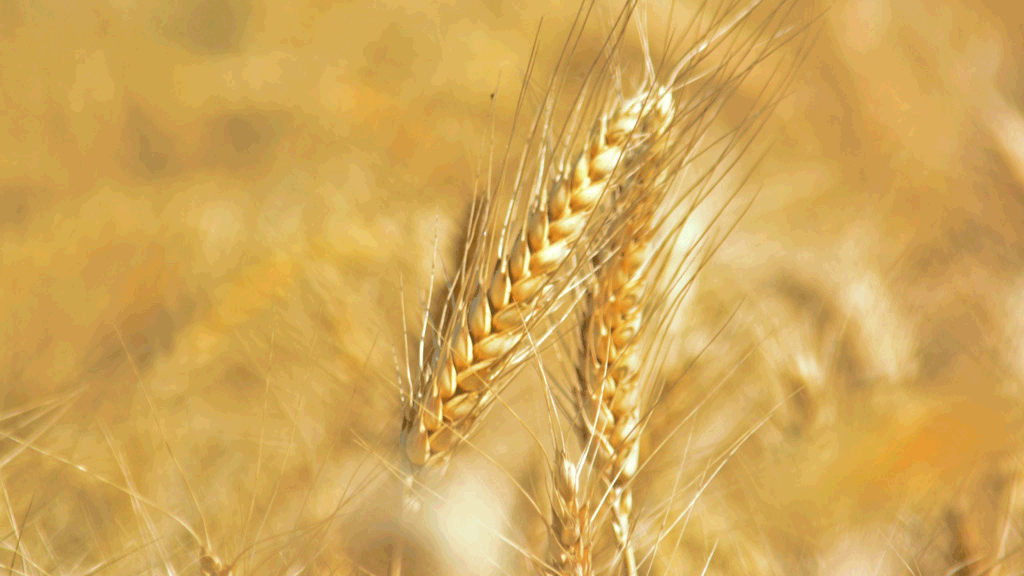 Wheat in Haryana