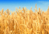Wheat in Punjab