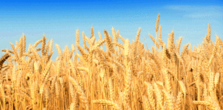 Wheat in Punjab