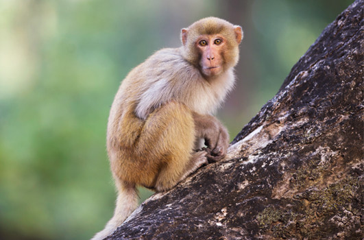 1.57 lakh monkeys sterilized in the state Forest Minister