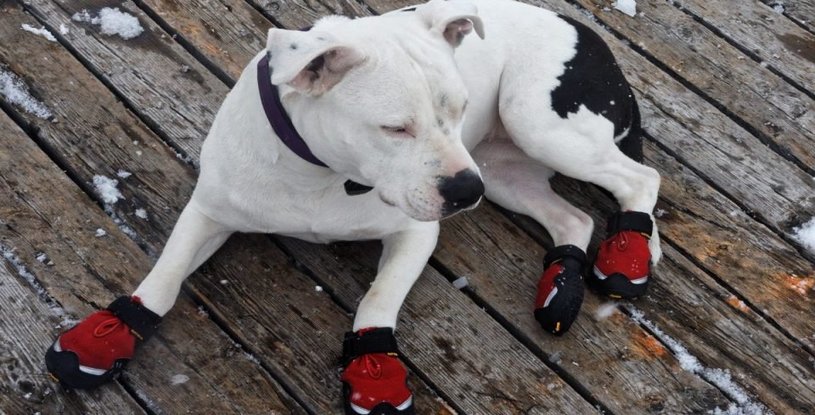 Dog shoes & Boots