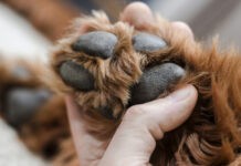 how-to-clean-a-dogs-paws-at-home