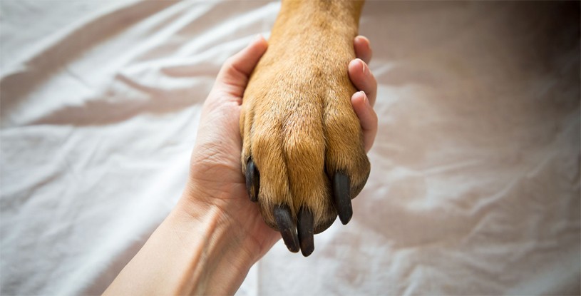 how to clean a dog's paws