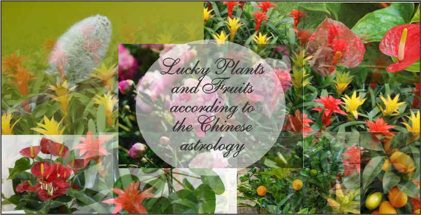 Lucky plants according to chinese astrology