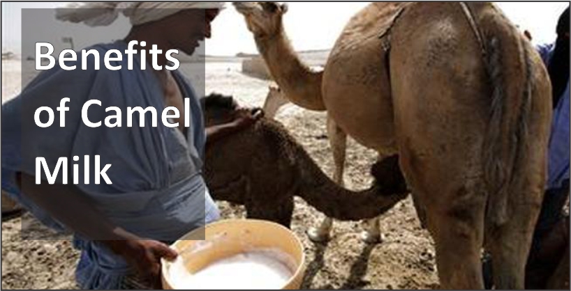 Benefits of Camel Milk
